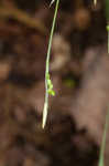 Broadleaf sedge